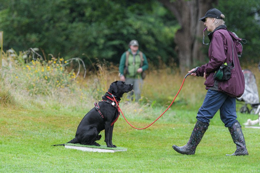 The benefits of training a gundog with a place board The Ladies