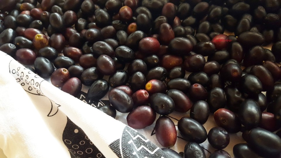 Le Olive Della Nonna La Ricetta Delle Olive Nere Alla Marchigiana