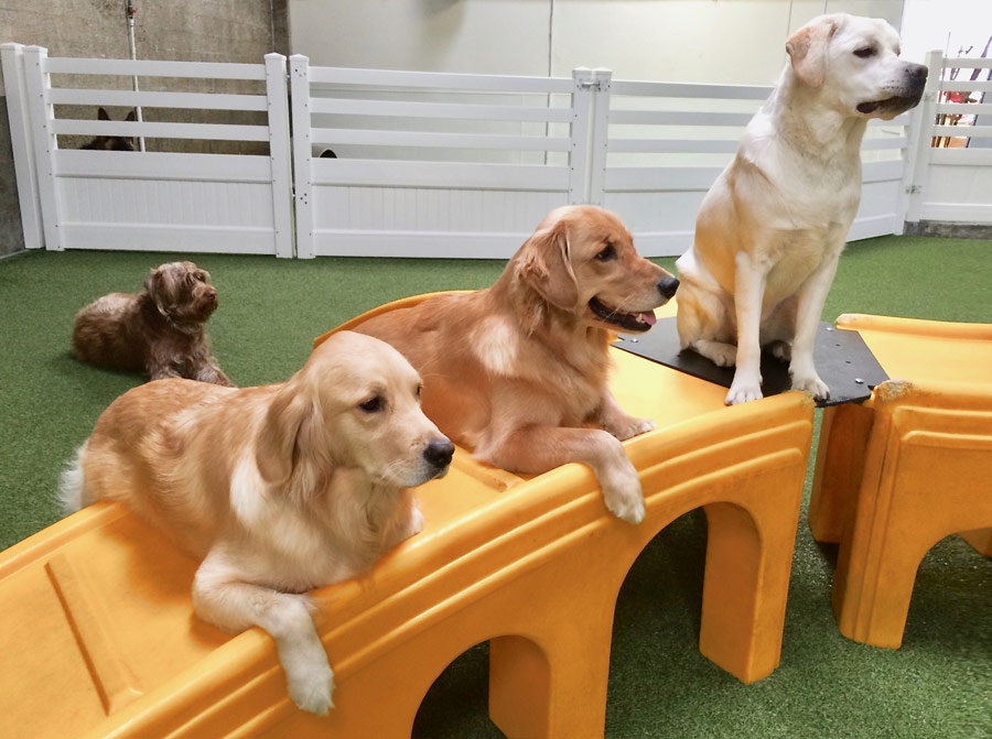 Daycare LA Dogworks Hollywood