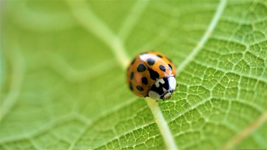 Orange Ladybugs What Are They? Everything You Need to Know