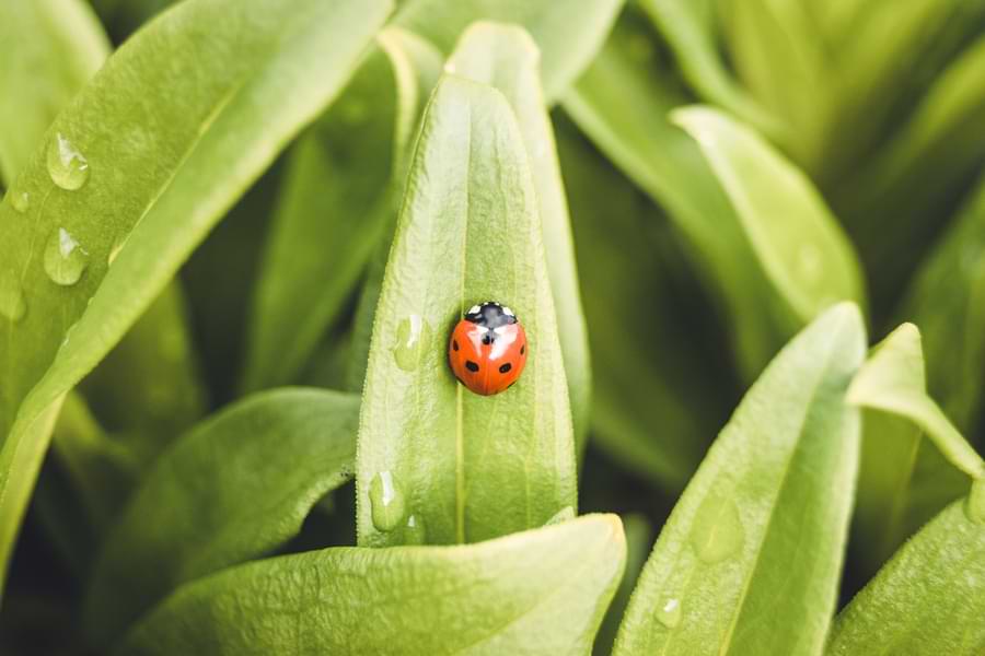 Ladybug Male or Female the Differences and How to Tell