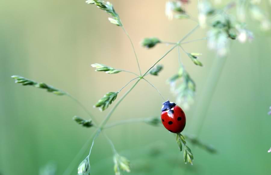 Ladybug Male or Female the Differences and How to Tell