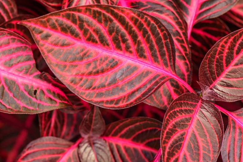 Iresine herbstii Bloodleaf Plants Online Ladybugs