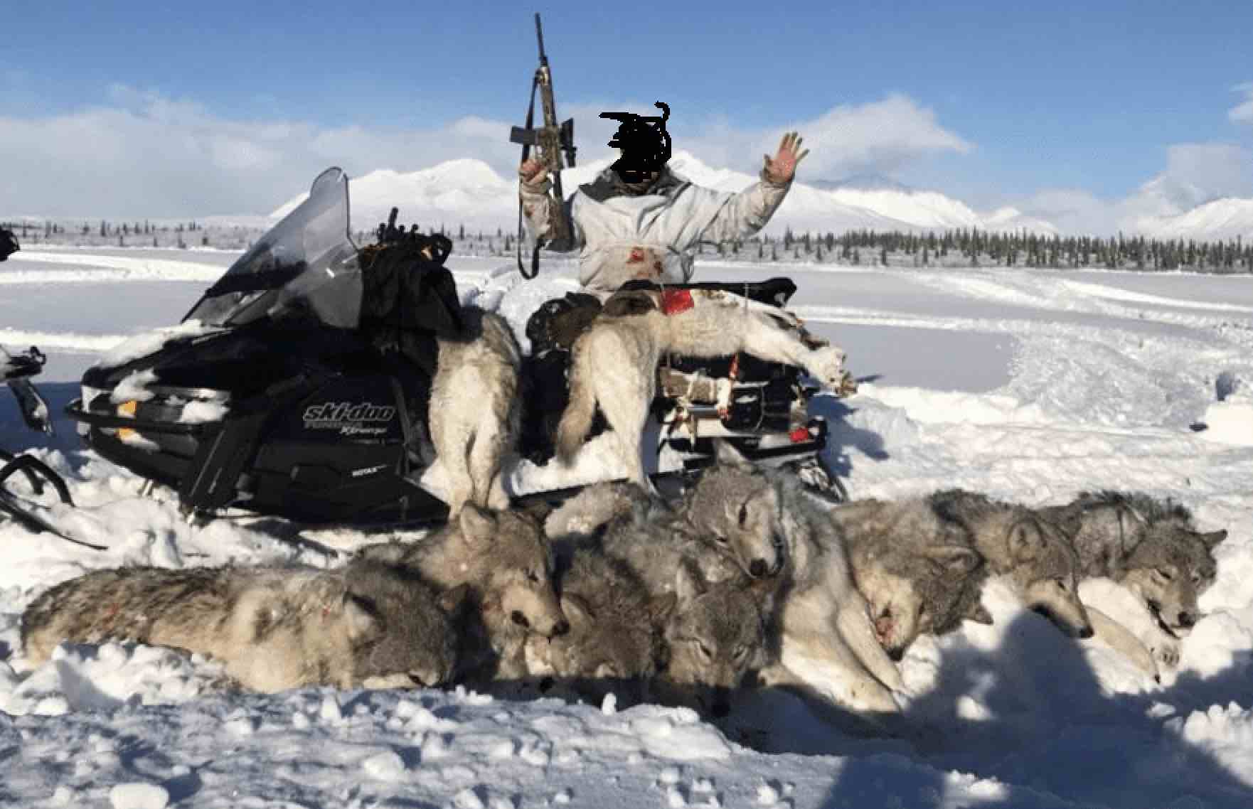 Guns and Wolves How Hunting Culture Has Plundered America's Last Wild