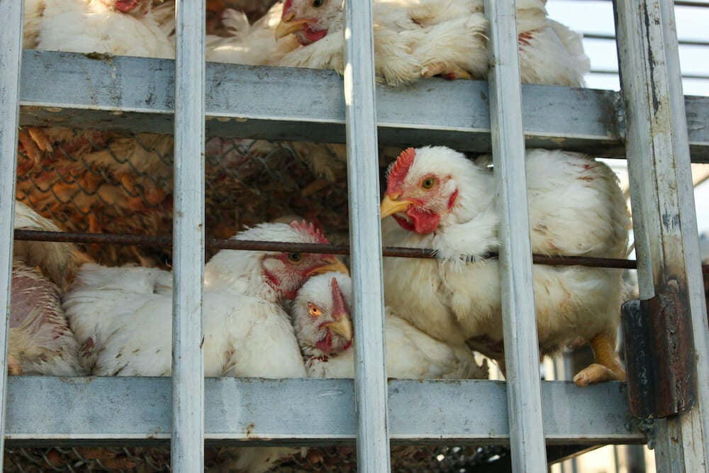 Over 2 Million Chickens Killed in Delaware and Maryland Farms