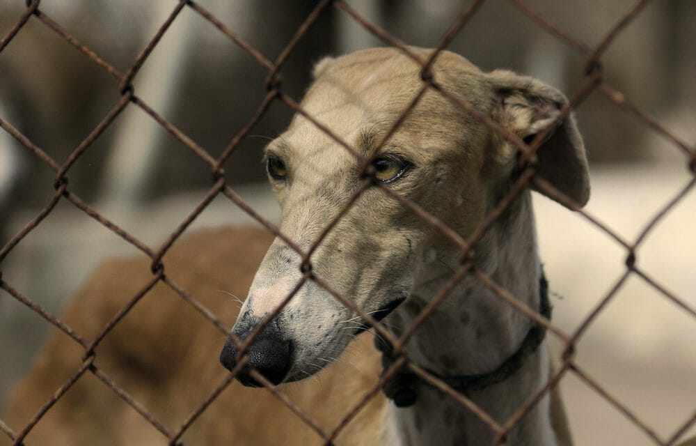 PETITION Ban Cruel Greyhound Racing