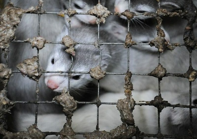 PETITION End Fur Farming Amid Denmark's Horrifying Mink Massacre