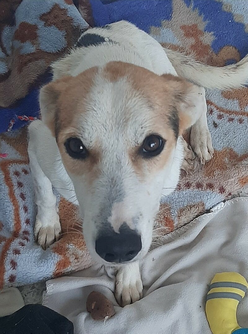 UPDATE Tunisian Dog Rescue Still Saving Lives After Brutal Attack