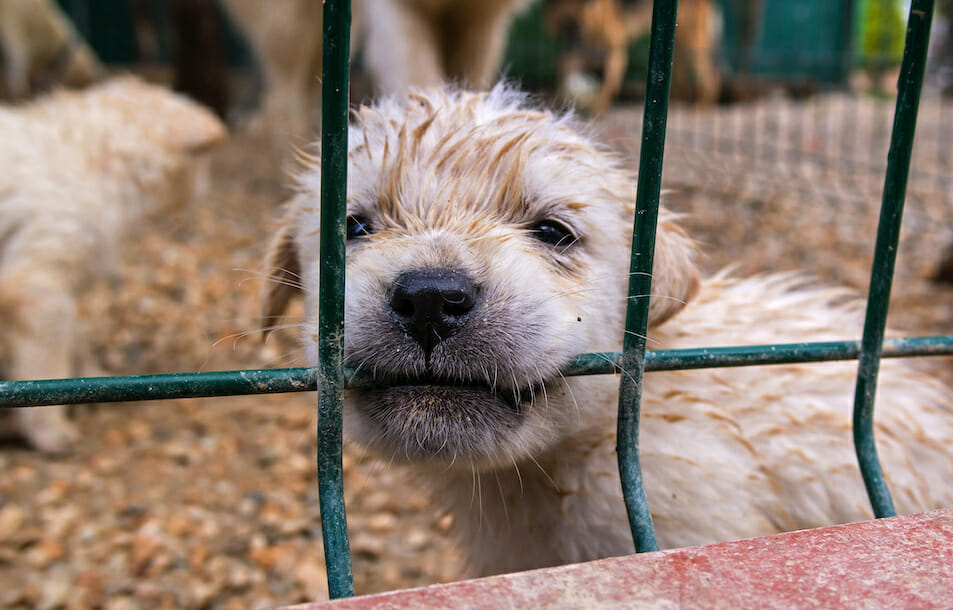 UPDATE Puppy Mill Ban in Washington State Now Signed Into Law