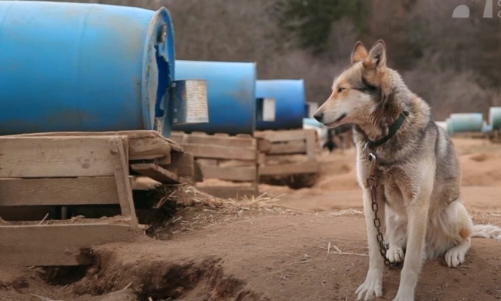 Shocking Cruelty and Death For Dogs in Iditarod Exposed Through Award
