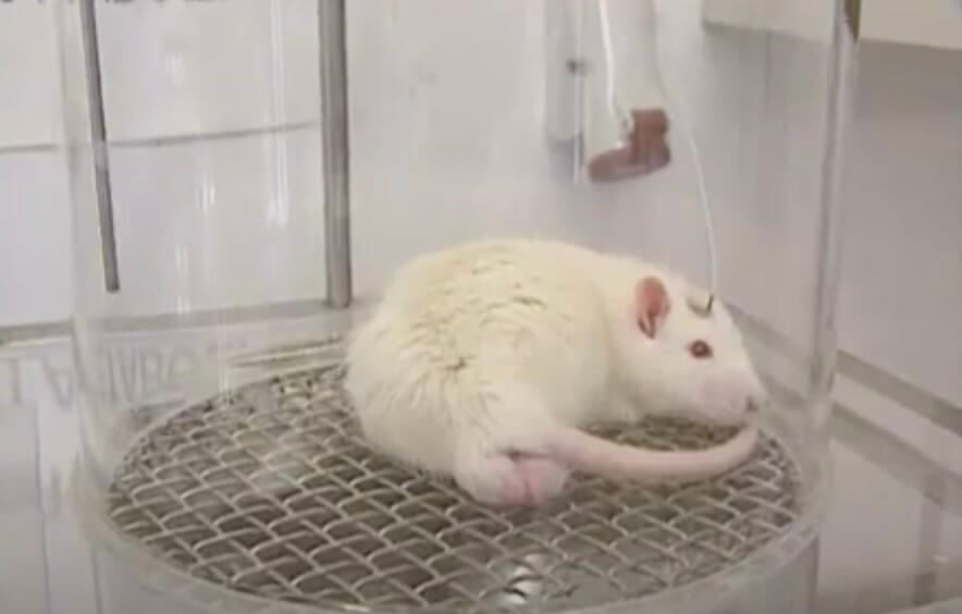 10 Disturbing Animal Testing Facts You Need to Know