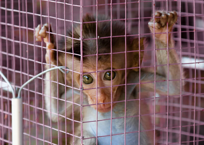 Petition Ban Cruel Pet Monkey Captivity in the UK