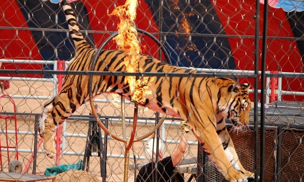 PETITION End Tiger Torture for Profit in Colorado Circuses