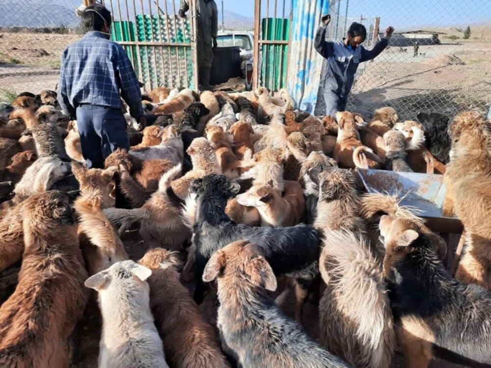 Volunteers Working To Feed More Than 2,000 Dogs Abandoned At Shelter in