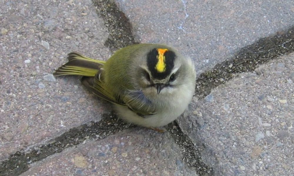 Petition Stop Deadly Collisions for NYC Songbirds by Turning Out Lights at Night