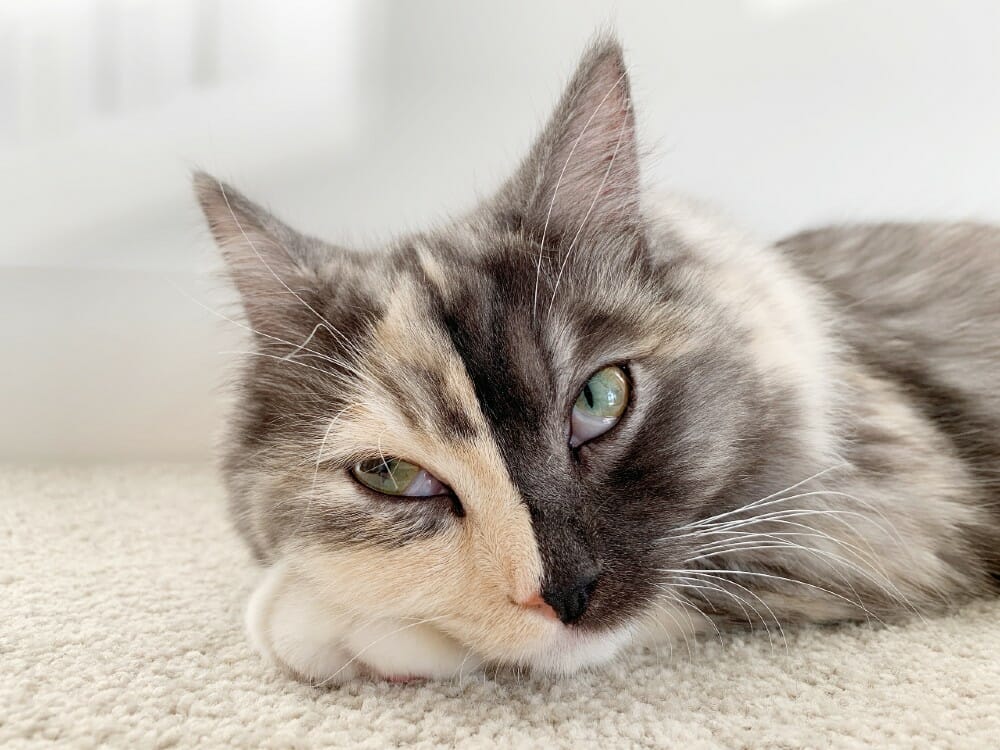 'I Thought She Was Beautiful' Luna the TwoFaced Cat Adopted by Loving