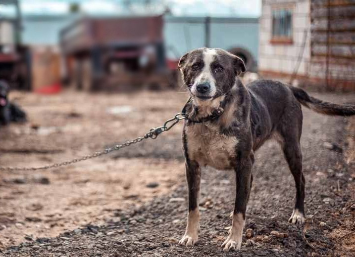 Can You Tether A Dog In Nc
