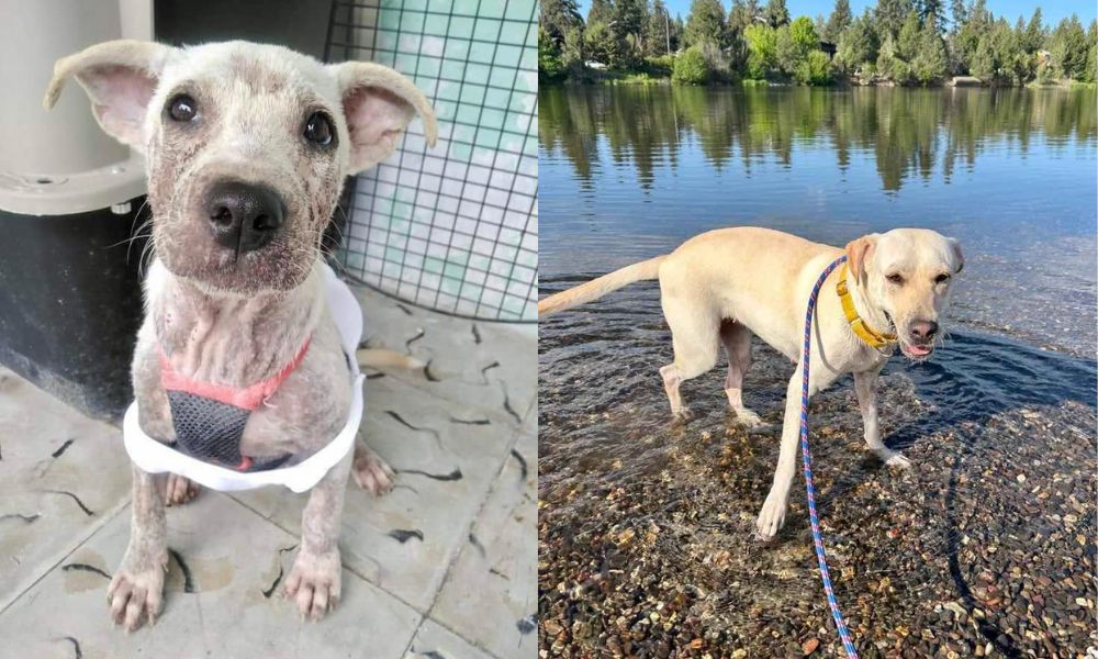 LFT Sponsors Rescue Flight For Dogs in Search of Forever Homes