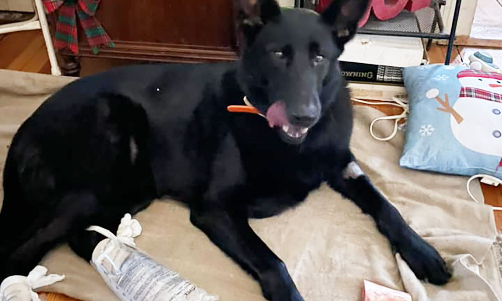 Dog Rescued After Falling into Deep Well During Snowstorm