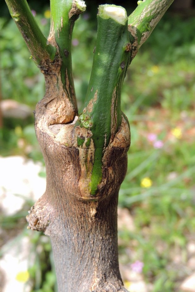Planting fruit trees. A step-by-step guide to Lady Lee's house