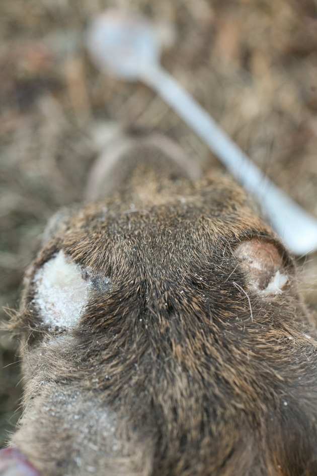 How to Extract Deer Brain For Hide Tanning Lady Lee's Home