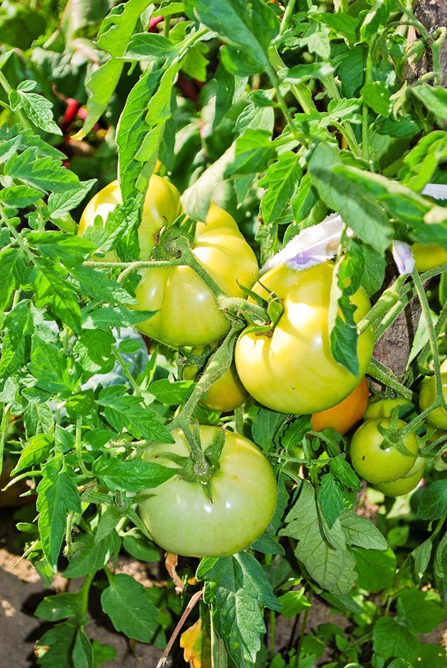 When to Pick Tomatoes Lady Lee's Home