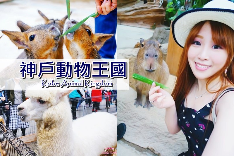 神戶親子景點》神戶動物王國,超萌療癒系動物近距離接觸!