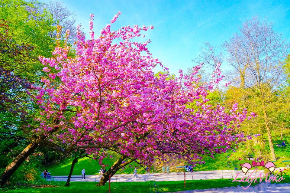 巴黎賞櫻》Parc des Buttes-Chaumont肖蒙山丘公園,19區熱鬧超美綠地公園