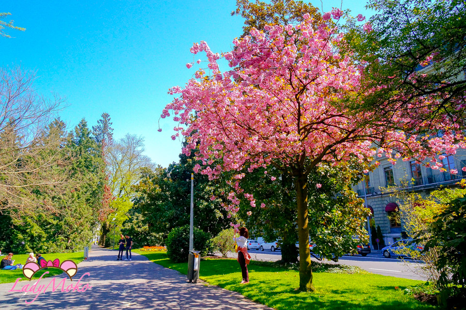 瑞士日內瓦景點》繽紛花鐘與櫻花盛開的英國花園Jardin Anglais
