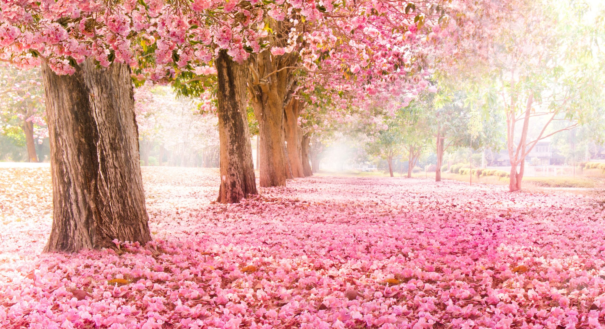 Falling petal over the romantic tunnel of pink flower trees / Romantic Blossom tree over nature