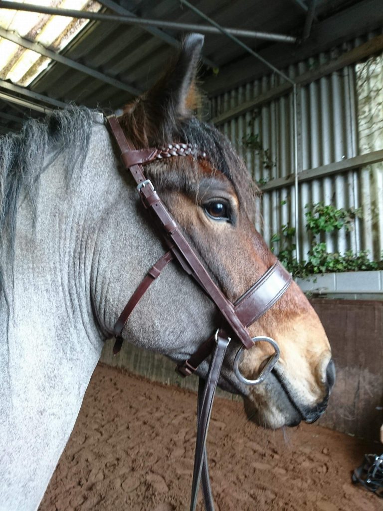 Bitless Bridle with Slip Head for a Snaffle Bit