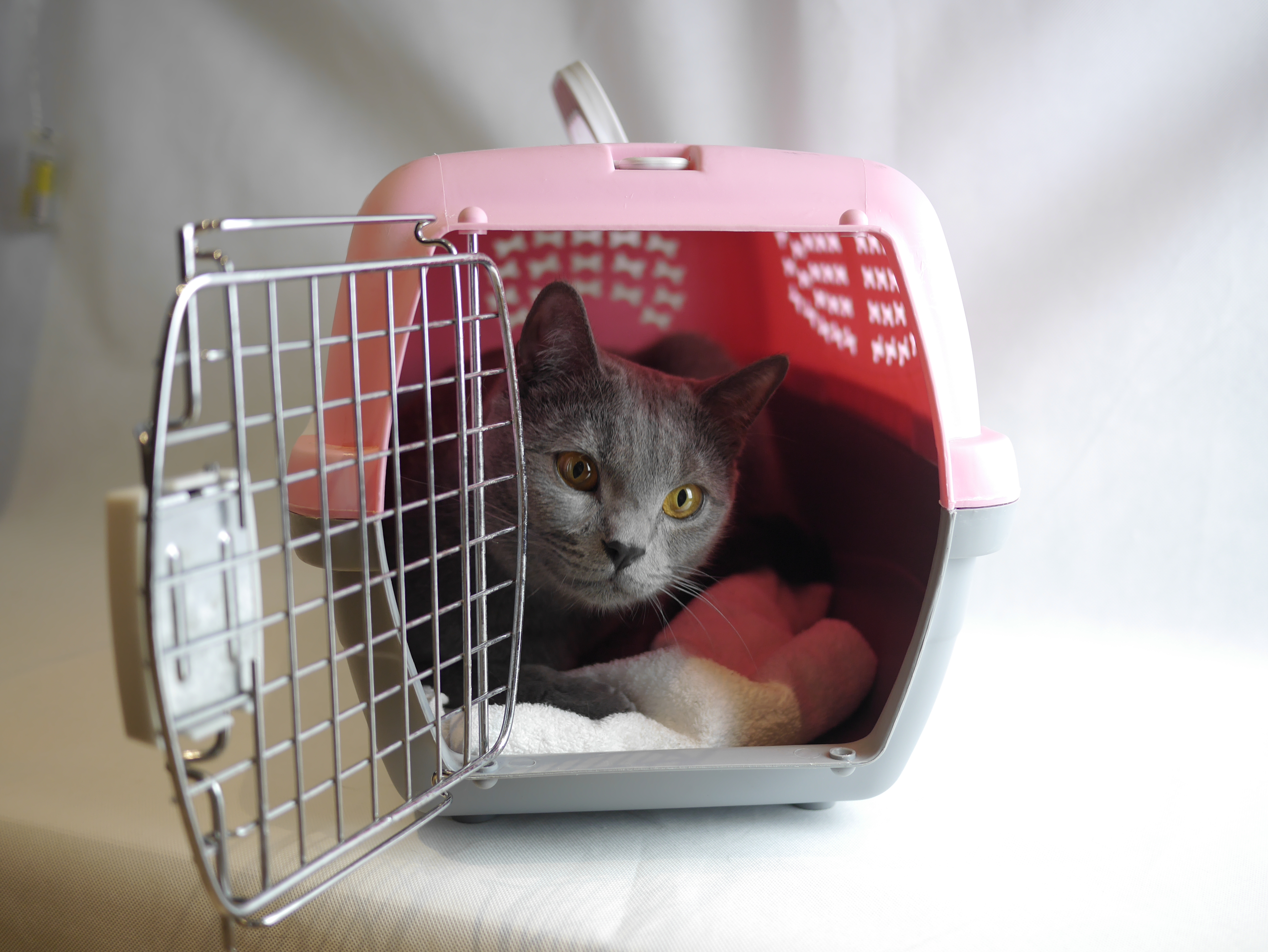 ¿cómo se instala una gatera? Web  trate de dejar una cadena de golosinas en la puerta. Cómo elegir el mejor transportín para tu gato La Era Gatera