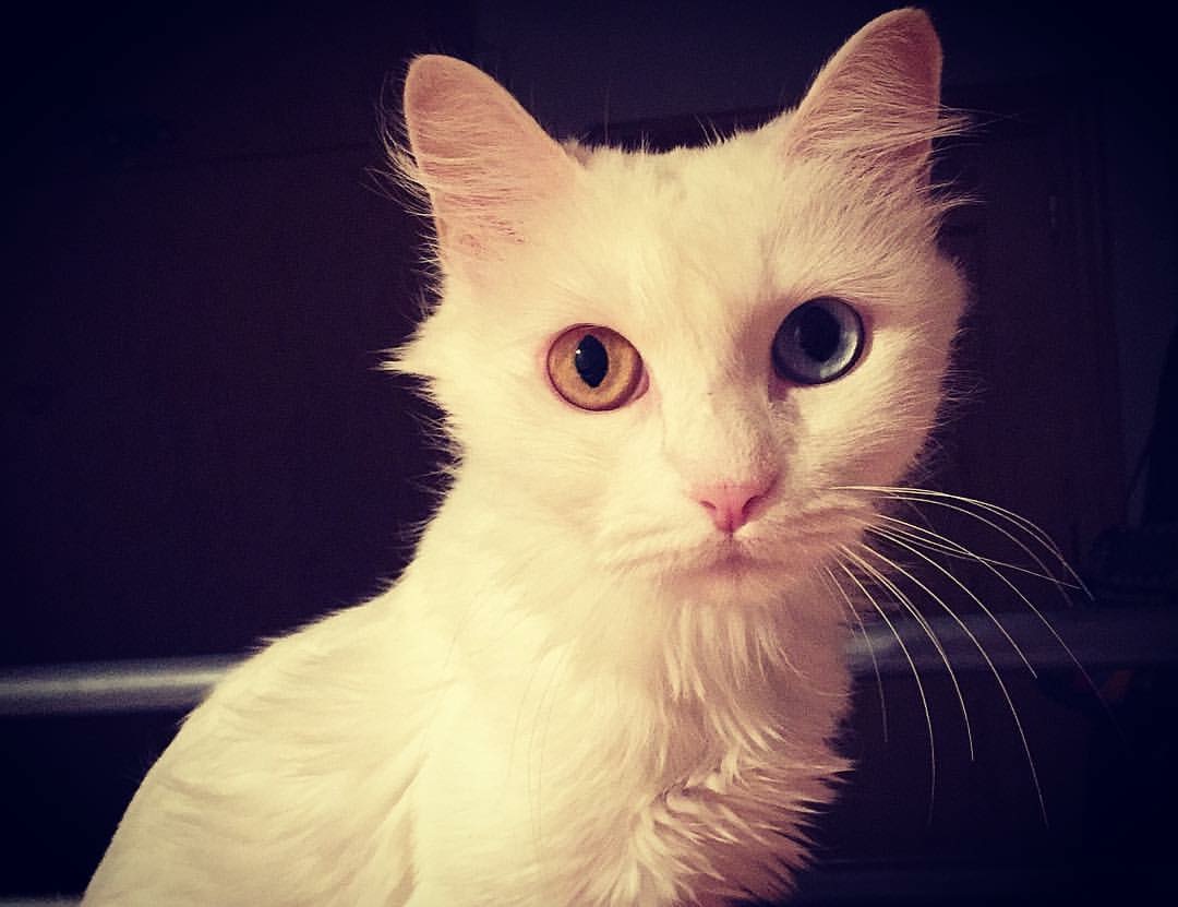 ¿Son sordos todos los gatos blancos? La Era Gatera