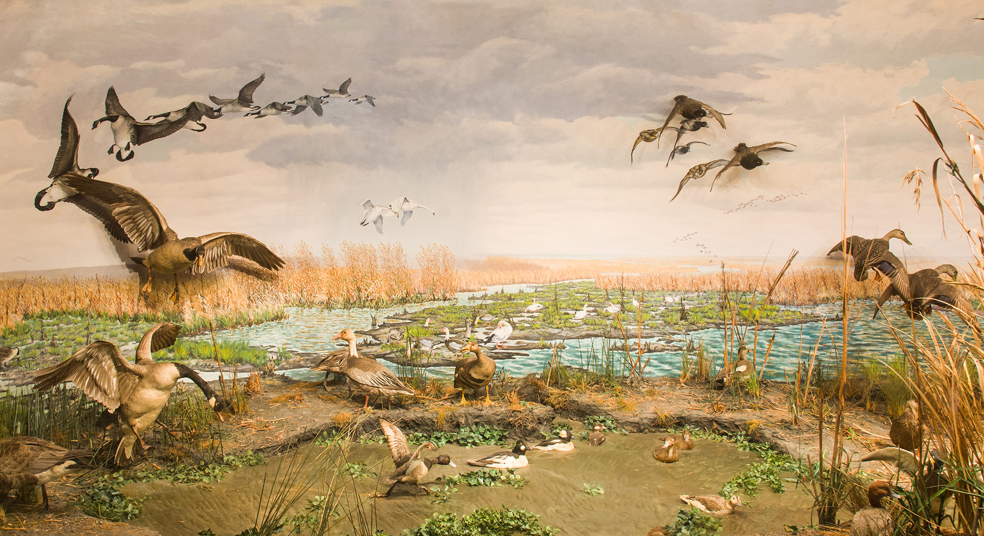 Mississippi Migratory Waterfowl Louisiana State Exhibit Museum