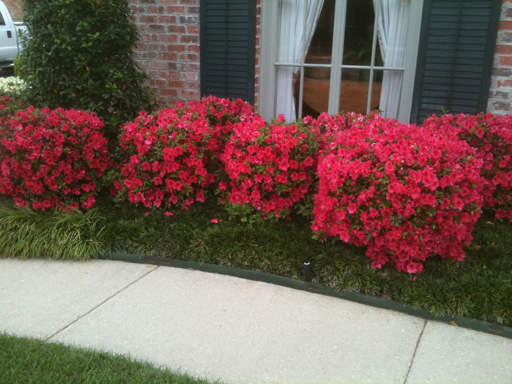 AZ Plant Gallery Lafayette, Broussard, Youngsville, LA Gulf Coast Landscapes