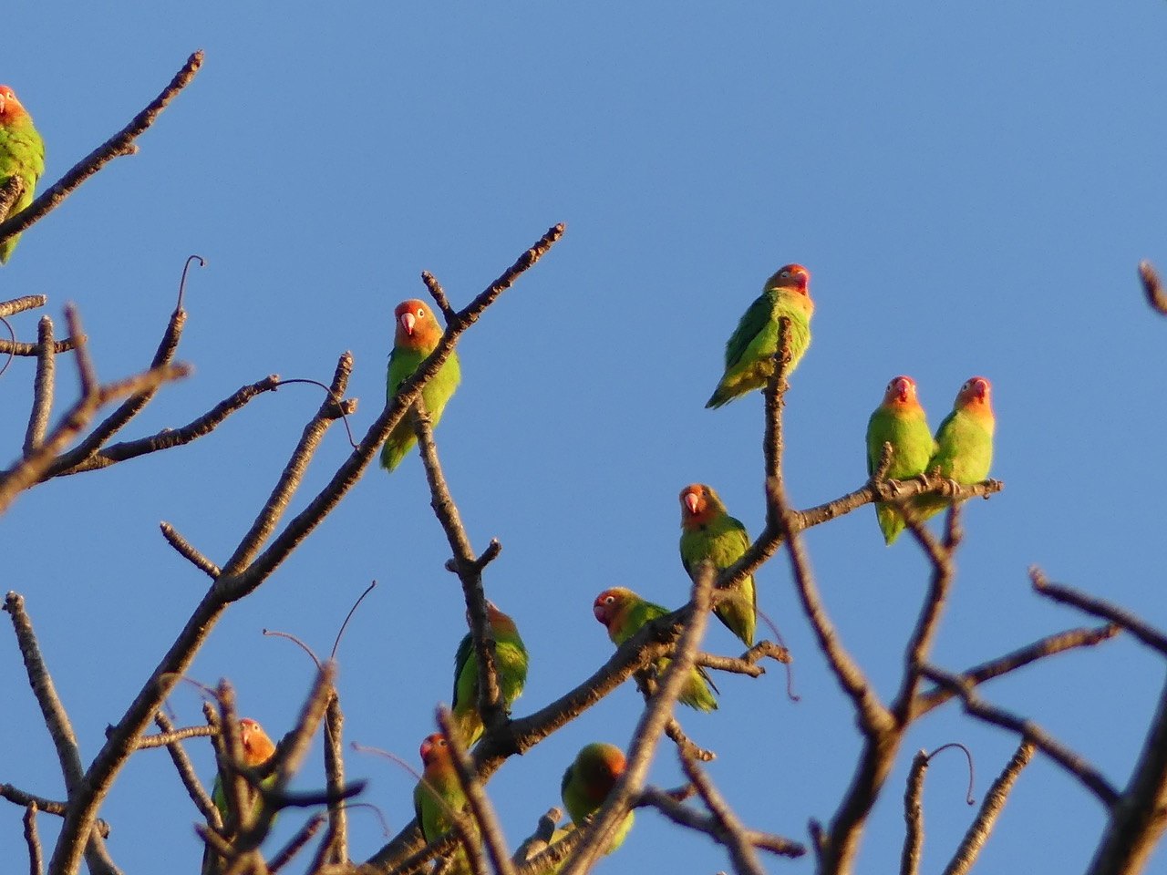 Lovebirds As Pets Pet Birds by Lafeber Co.