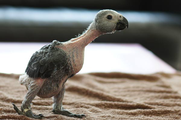 How Egg Laying Affects Your Pet Bird Pet Birds by Lafeber Co.