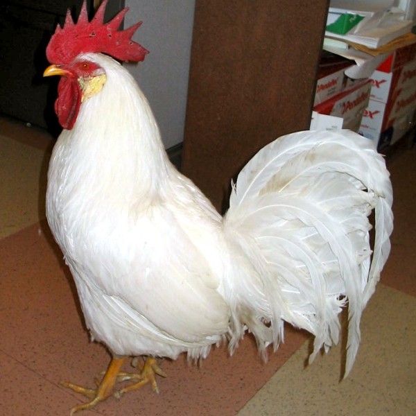 Common Chicken Breeds LafeberVet