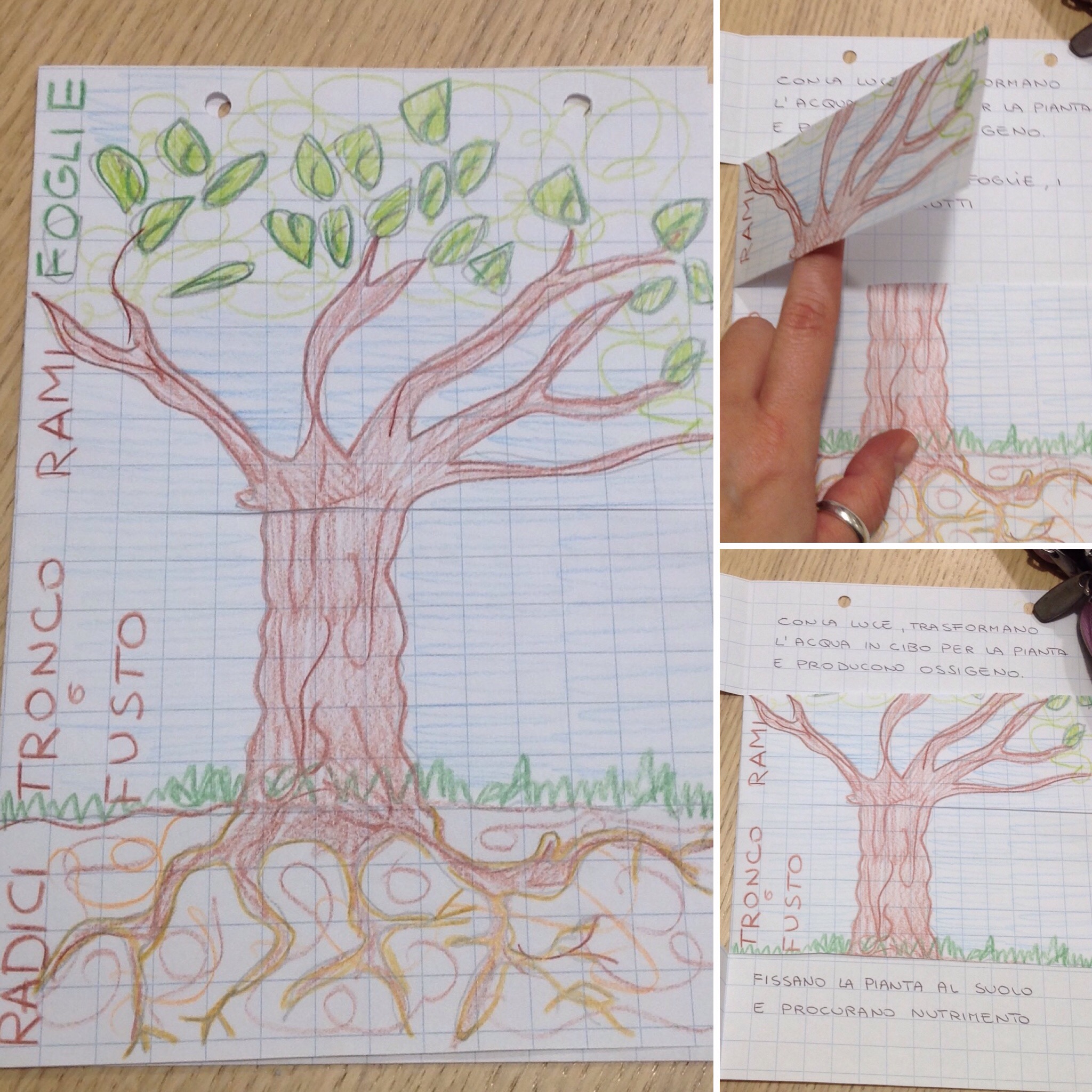 Le parti della pianta. Un lapbook La Finestra sull'Albero