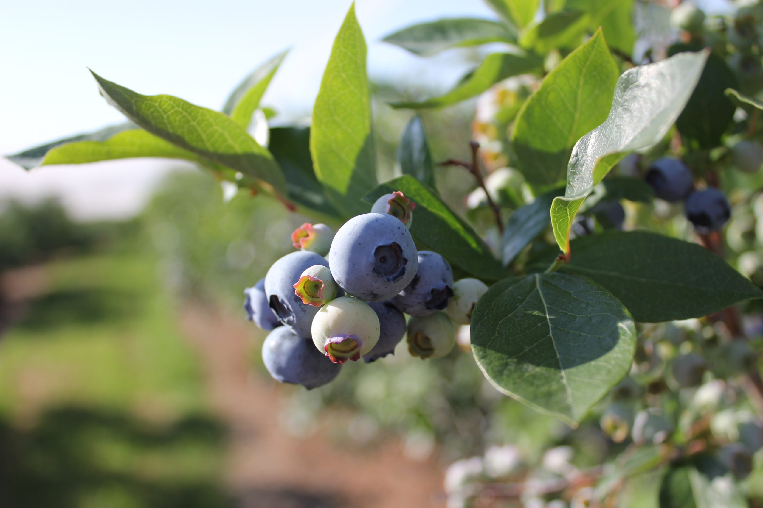 Bleuetière familiale, La Fruiteraie des Gadbois, Rougemont Montérégie