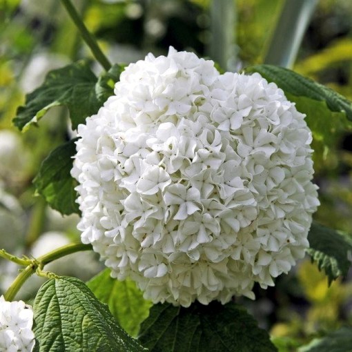 Viburnum Opulus La Gardenia