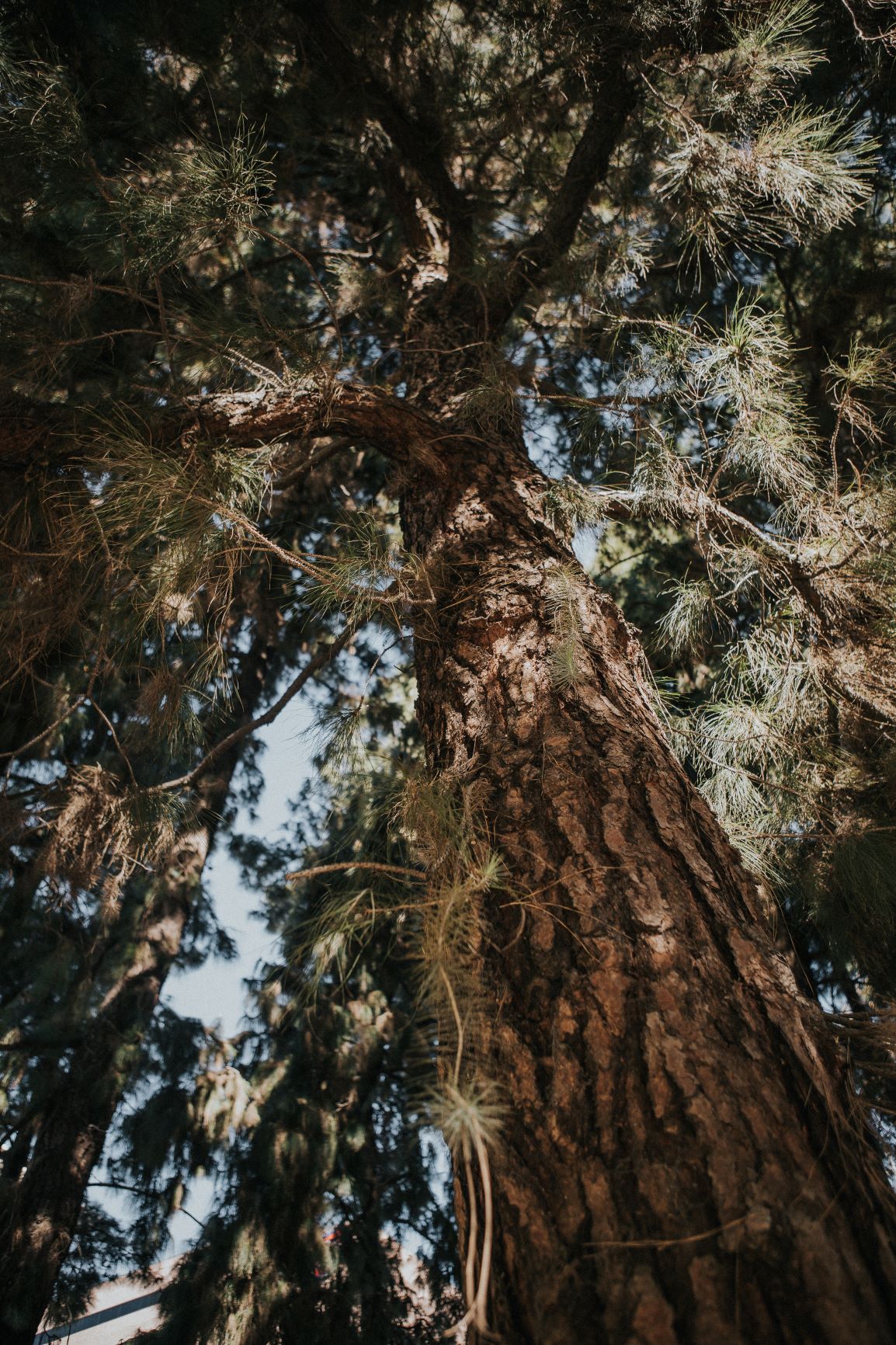 Koreatown and the Impact of Cultural Displacement La Gente Newsmagazine University of