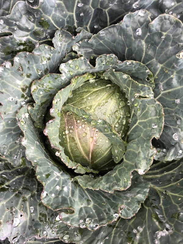 Green Cabbage LA HOMEFARM