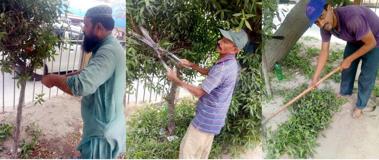 Horticulture Department Is Planting Trees For Beautification Of Karachi