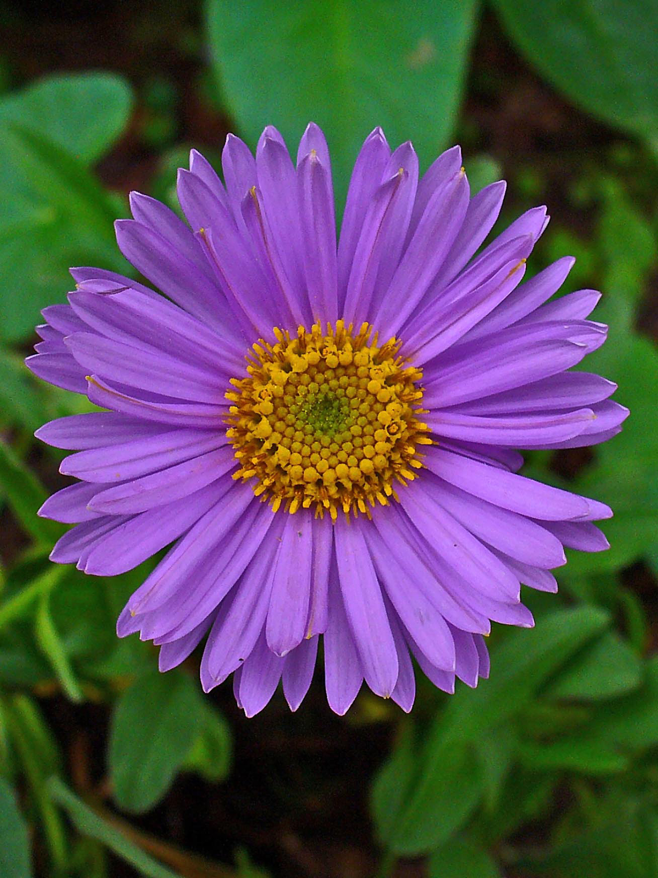 Do You Know Your Birth Flower? Laidback Gardener