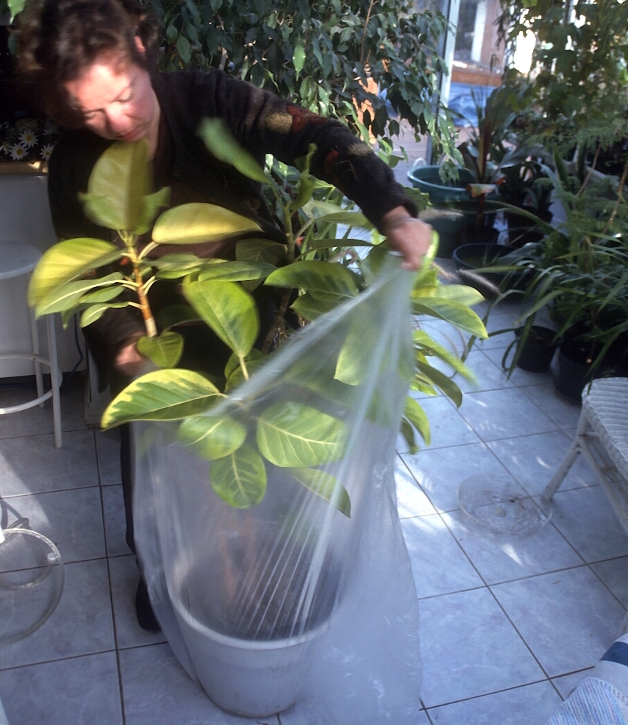 Quarantine Your New Houseplants Laidback Gardener