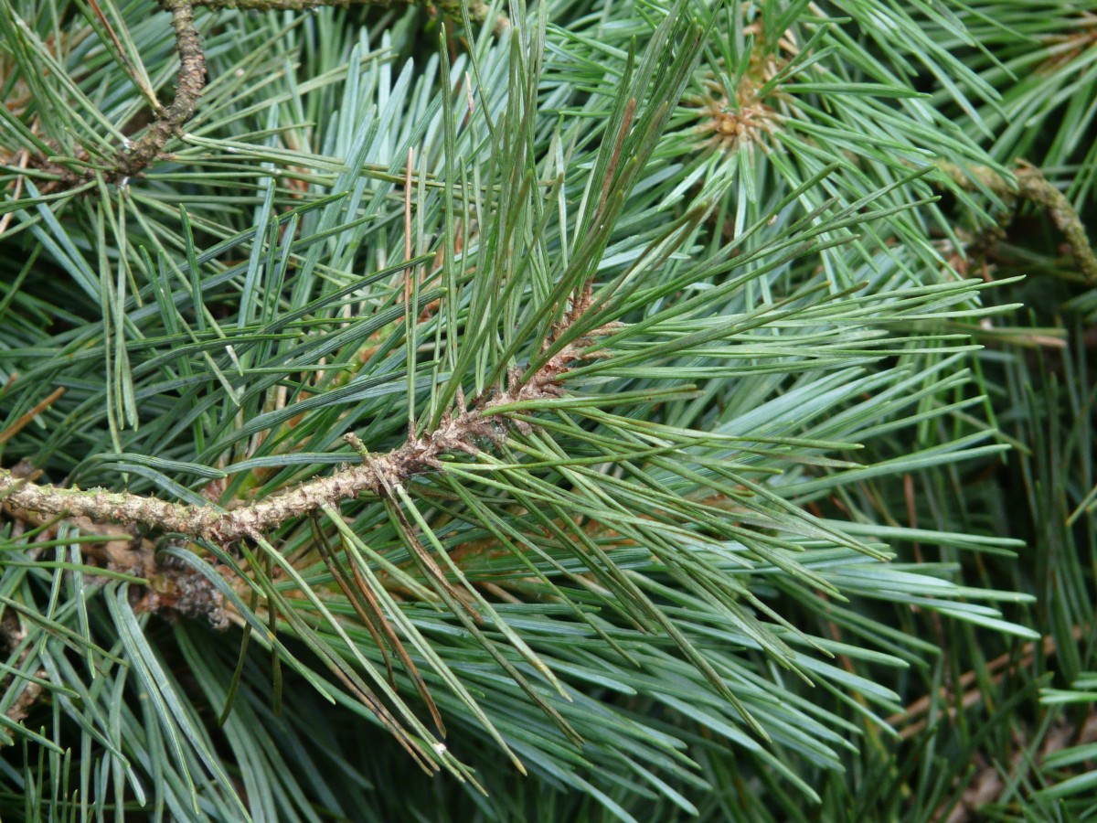 Garden Myth Pine Needles Acidify the Soil Laidback Gardener