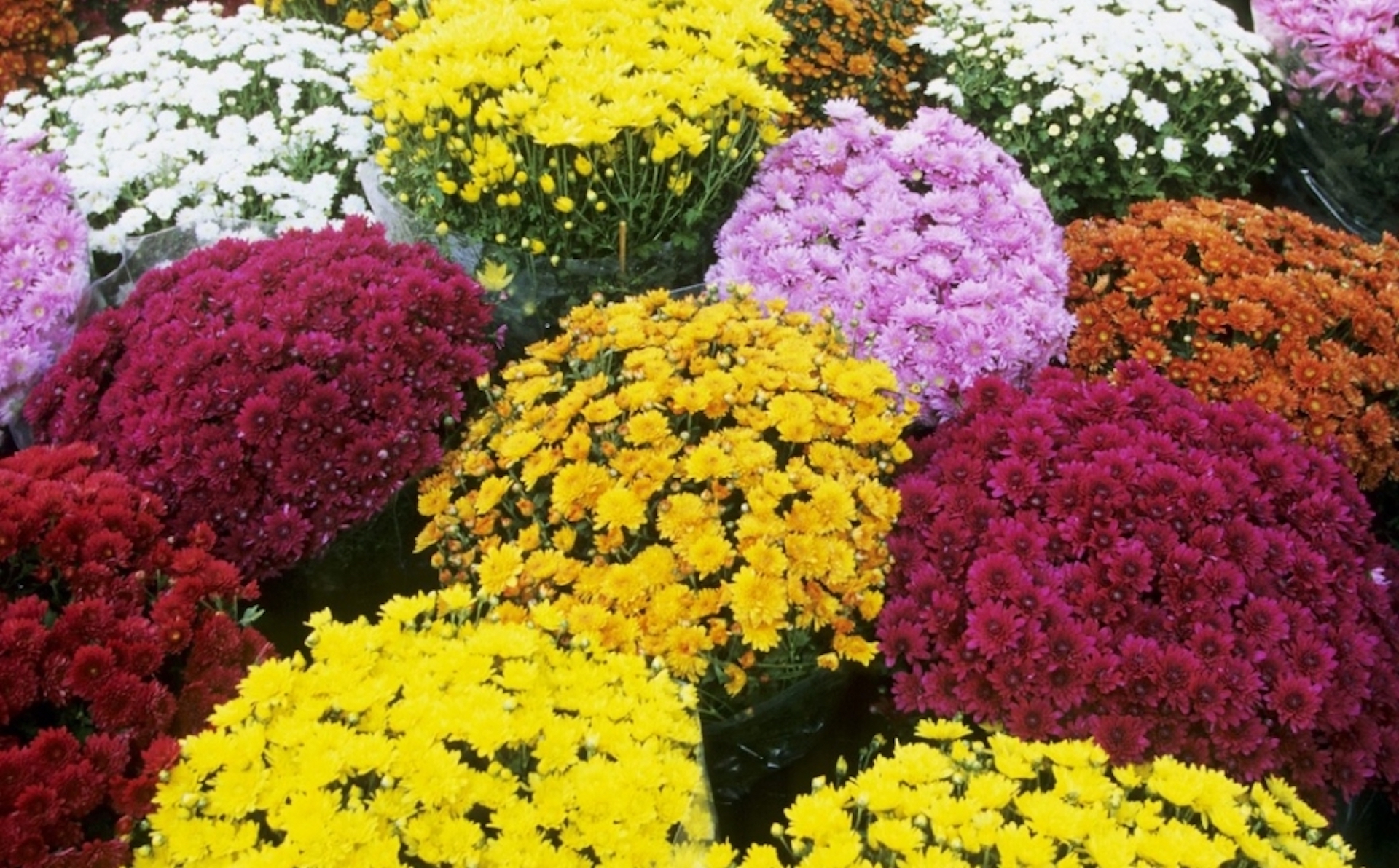 Hardy Mums for Cold Climates Laidback Gardener