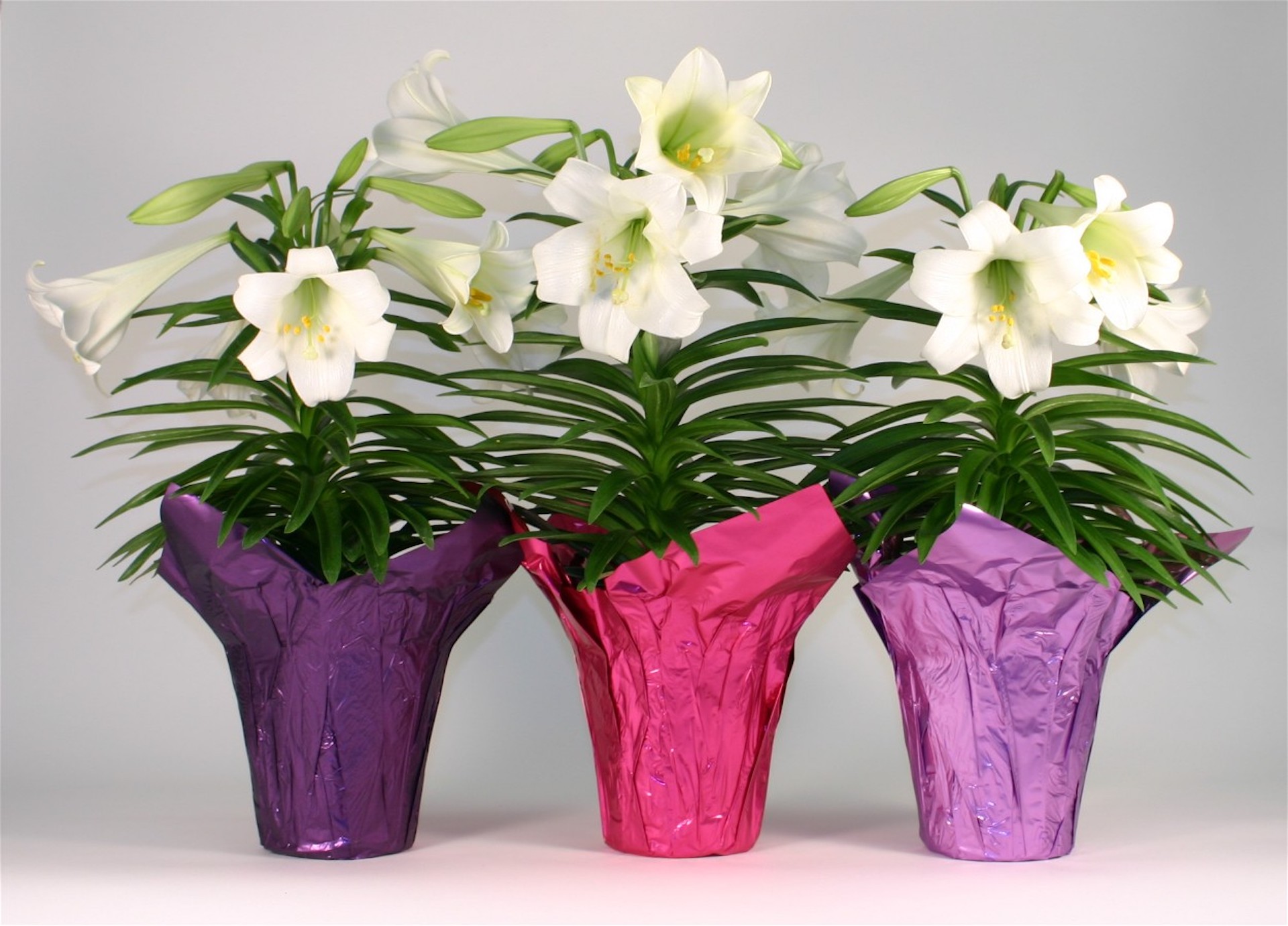 Easter Flowers Around the World Laidback Gardener