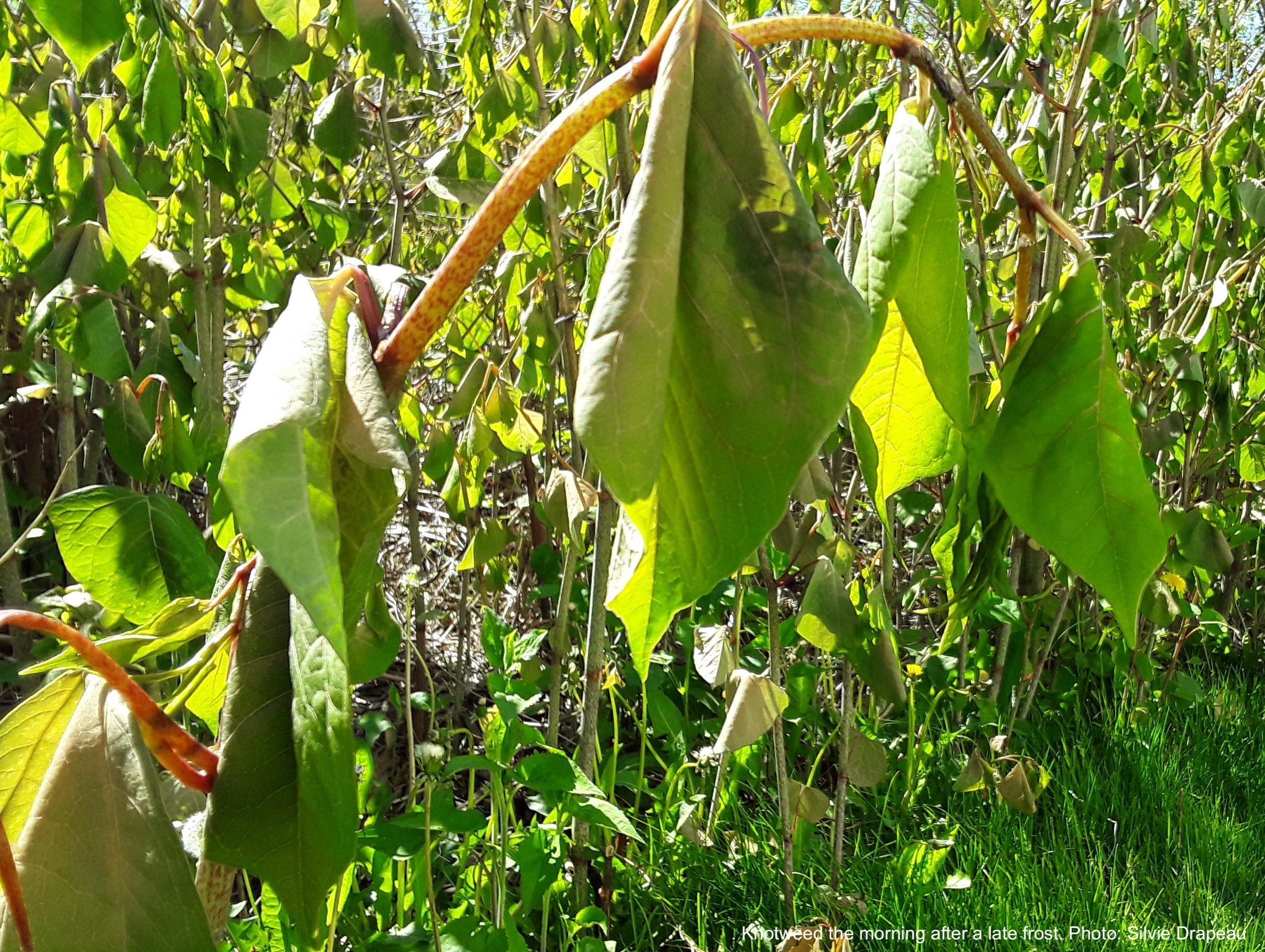 Frost Damage On Plants